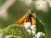 283346 – Photo : BourrinOman – France (30)